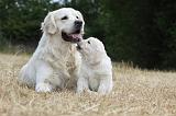 GOLDEN RETRIEVER 713